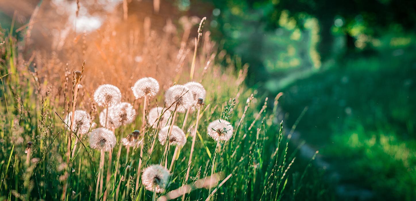 Nyborg Fyn Danmark Natur Mælkebøtter Michael 