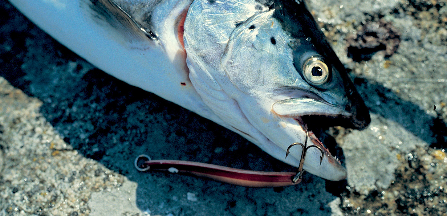 Nyborg Fyn Danmark Havørred Frisk fisk
