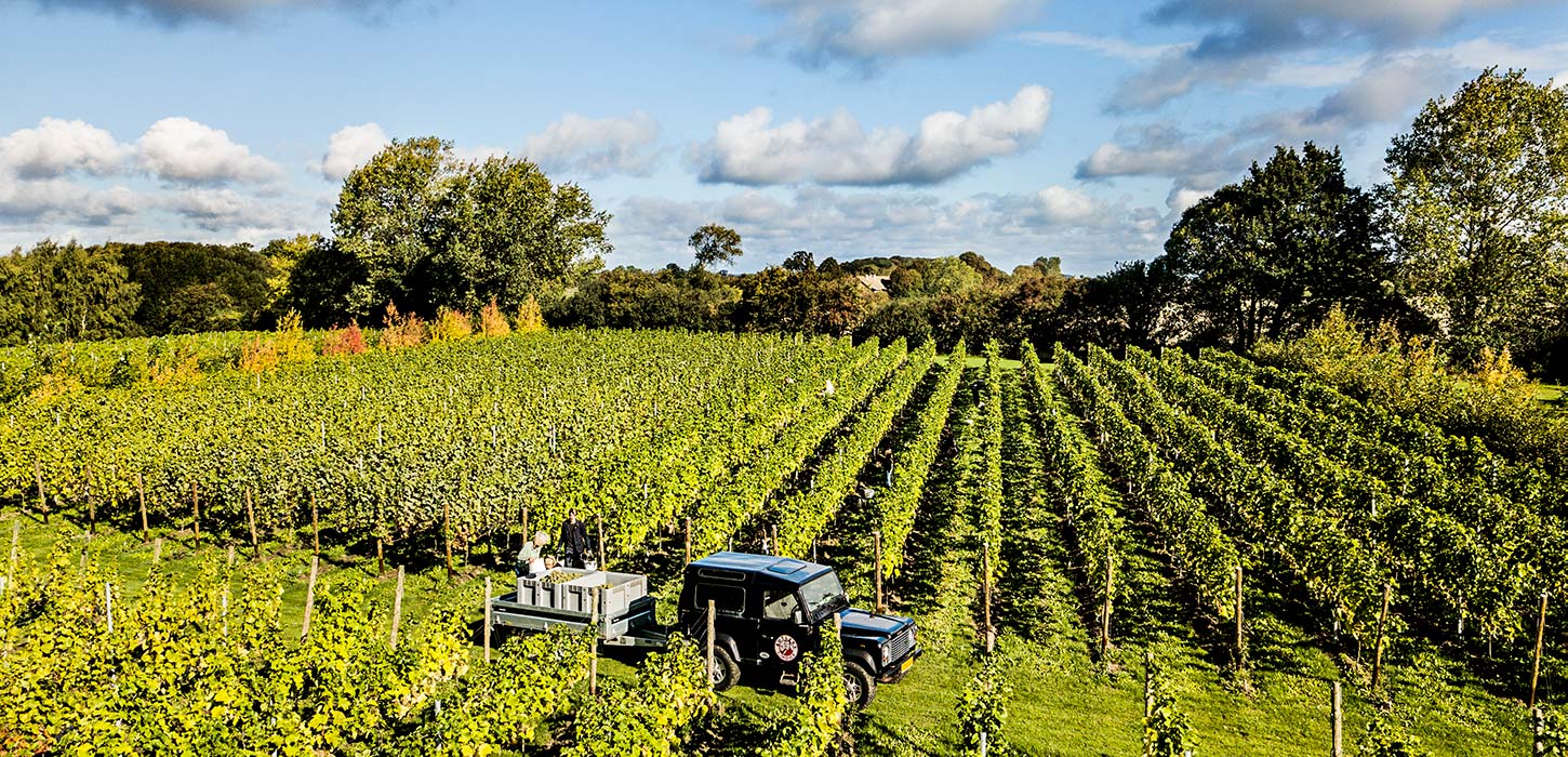 Nyborg Fyn Danmark Stokkebye Vingård