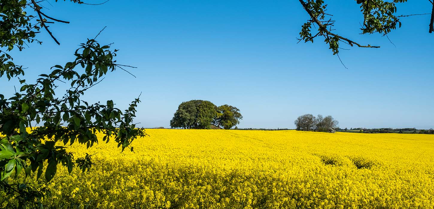 Sennepsmarker Nyborg