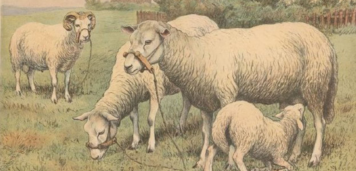 Illustration af får 