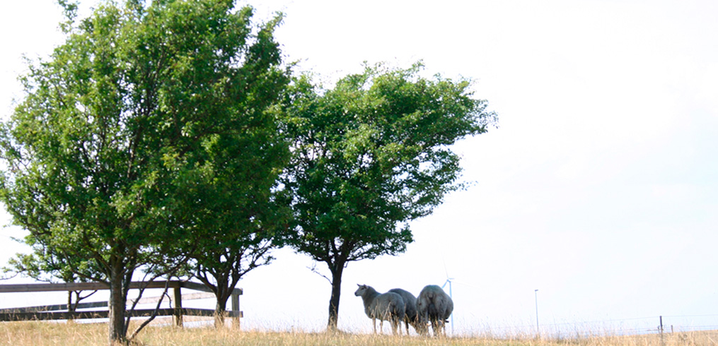 Oplev fårene og hør det rige fulgeliv på Sprogø