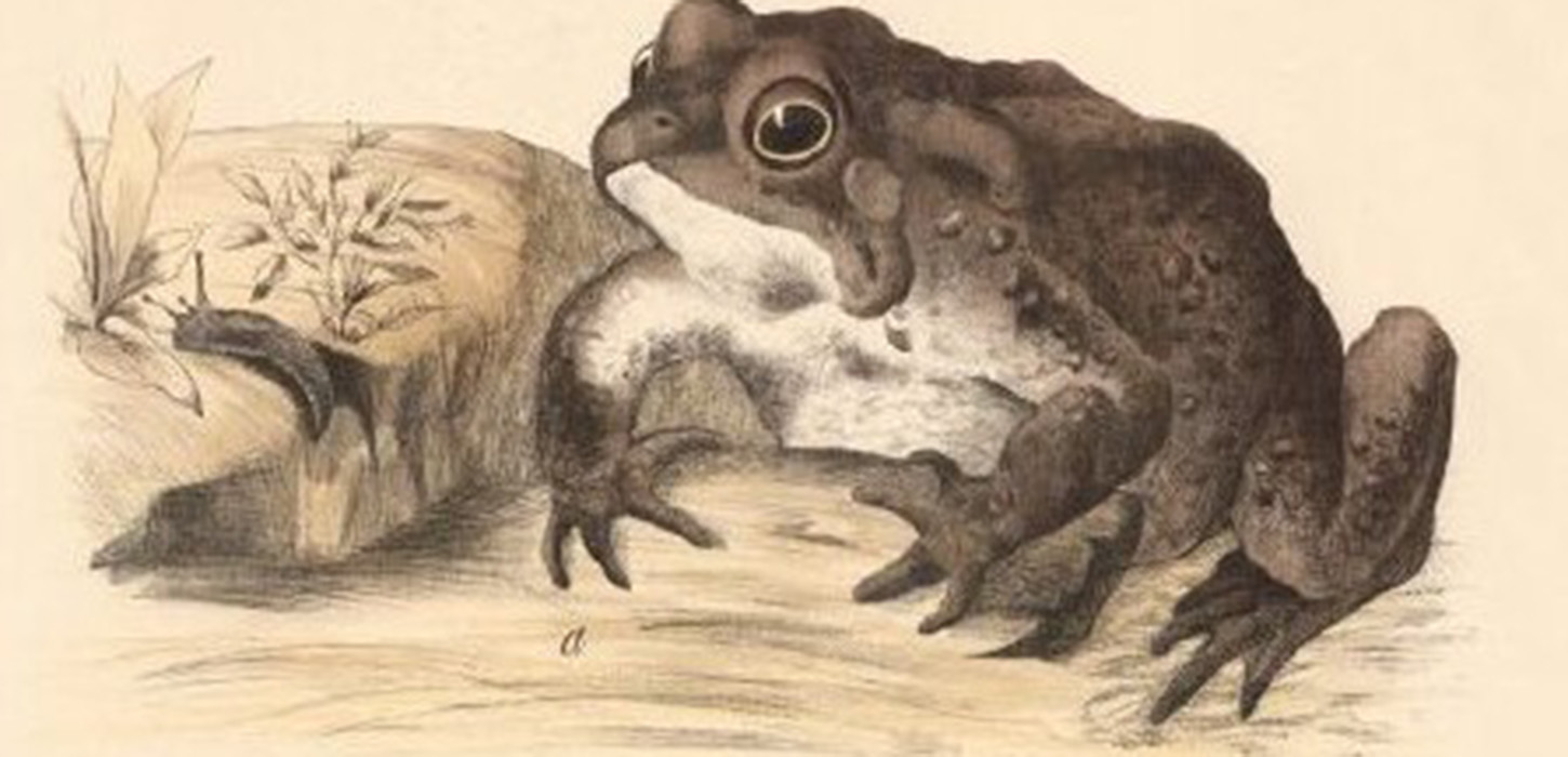 Illustration af tudse lavet af Franz Erlender i 1860.