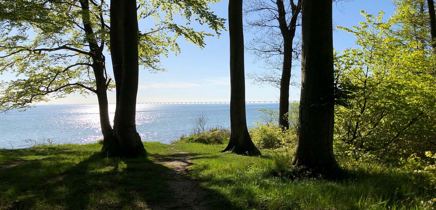 Langs Teglværksskoven ligger også stranden med en smuk udsigt til Storebælt.