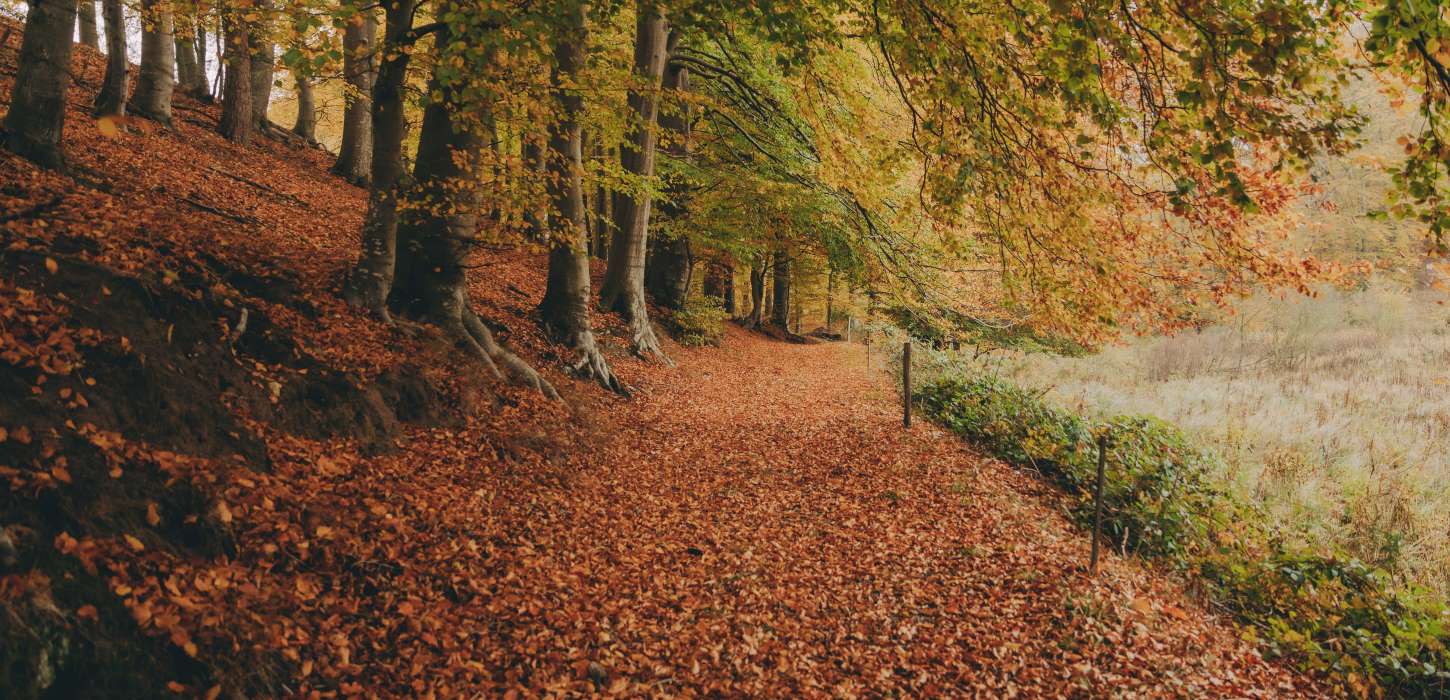 Magelund Voldsted fyldt med røde efterårsblade