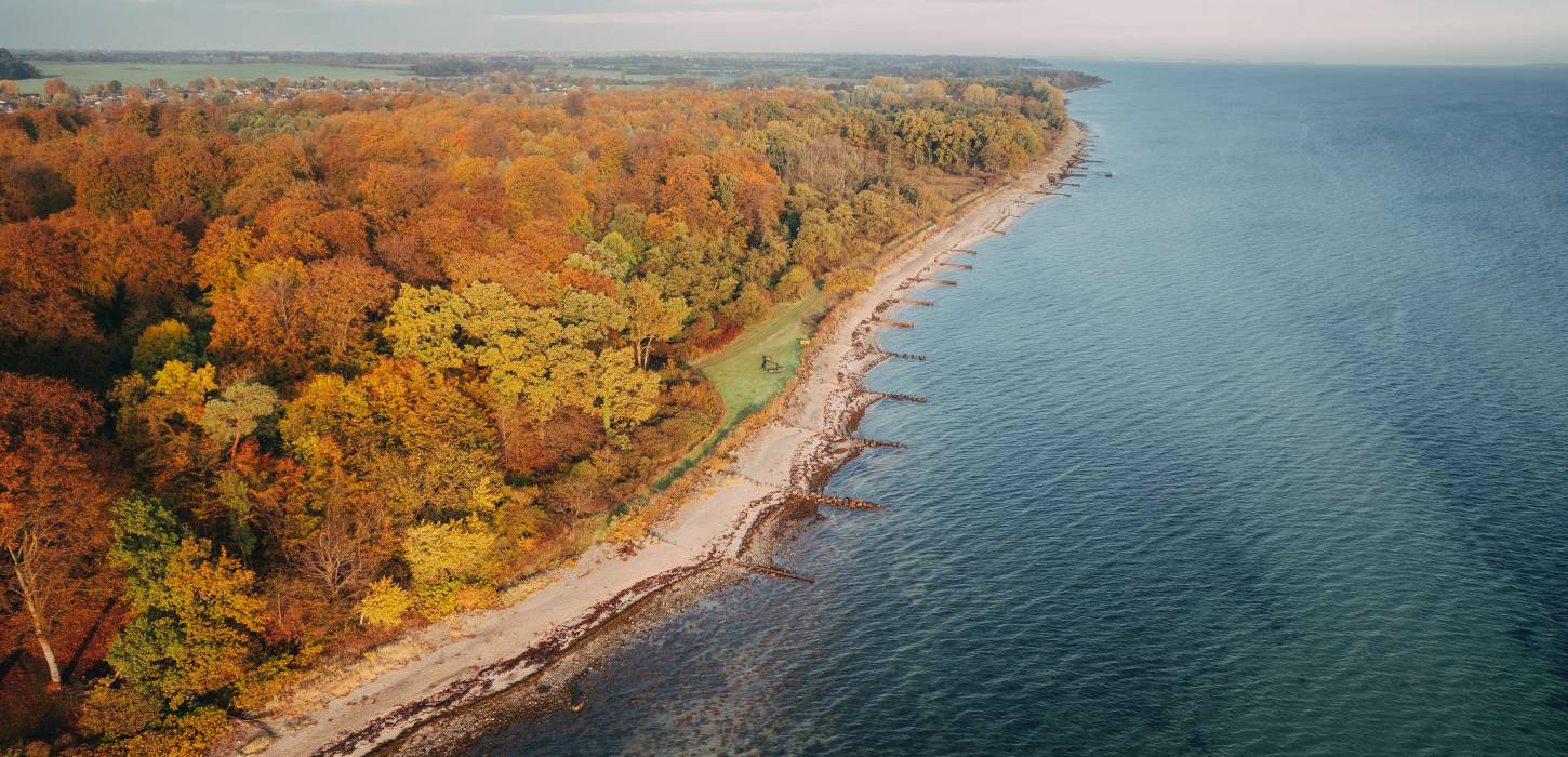 Teglværksskoven i Nyborg i røde og orange efterårsfarver