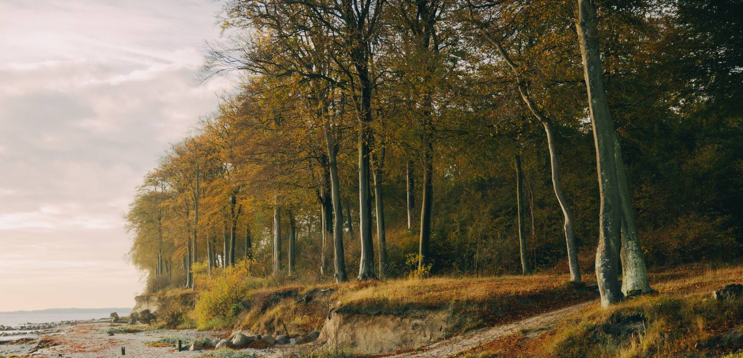 Teglværksskoven i gule og orange efterårsfarver